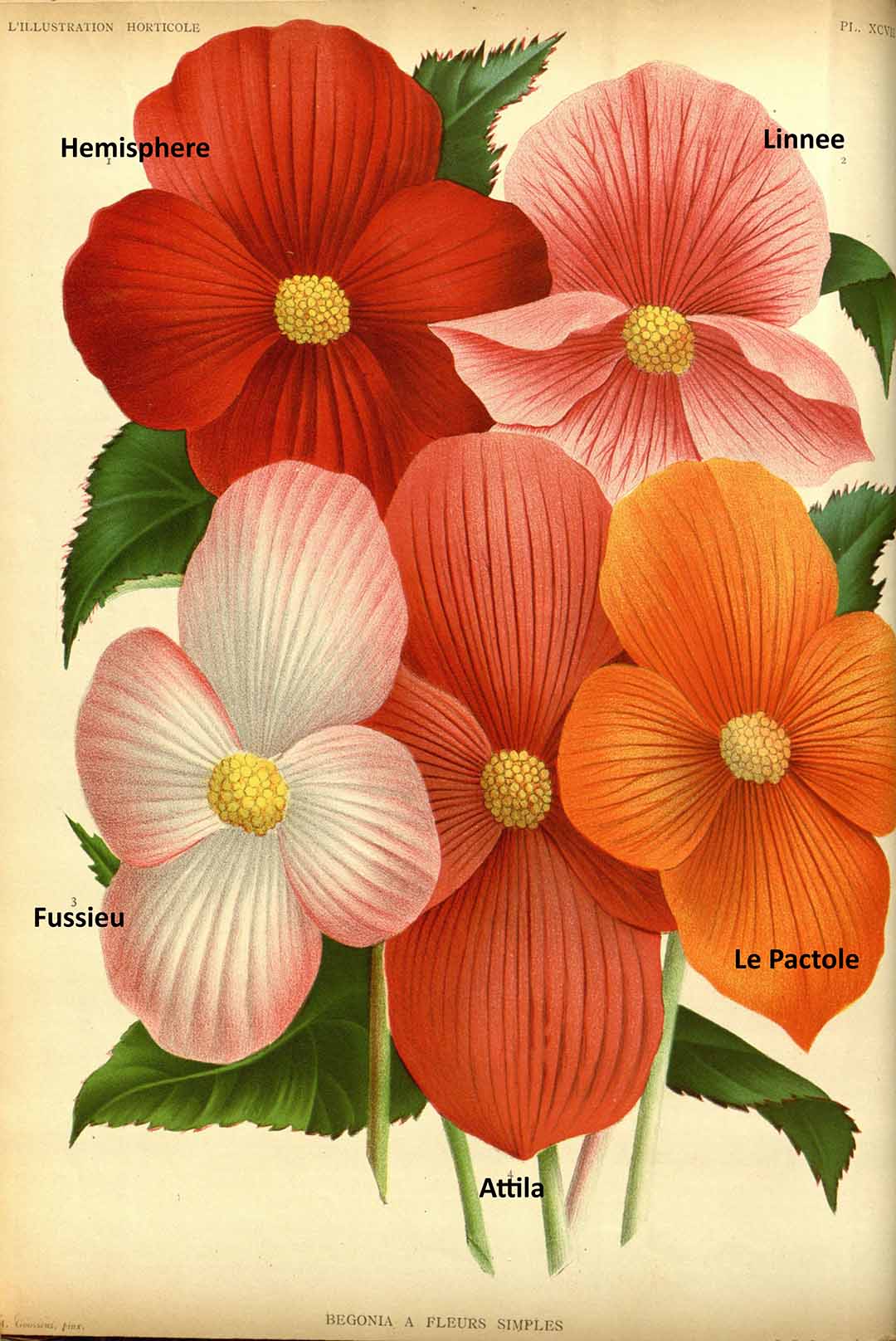 B. ‘Hemisphere’